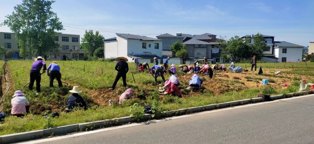 麦冬基地 